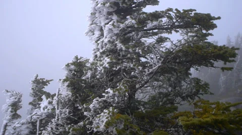 Snow Blown Pine 2 動画素材 37112819