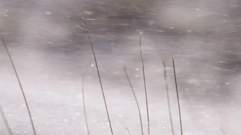 Snow blown by the wind with dry grass in the winter time, close up view Stock Footage 308775247