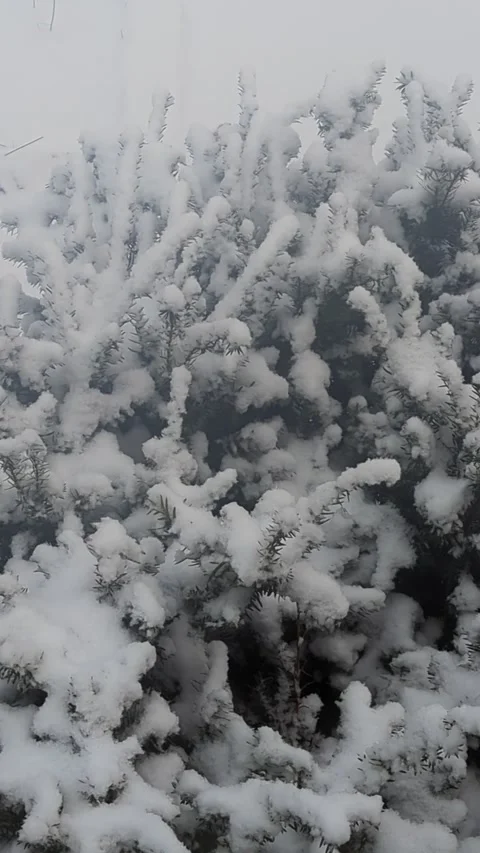 Snow blows around the viewer as the flurries fly! Stock Footage 294260429