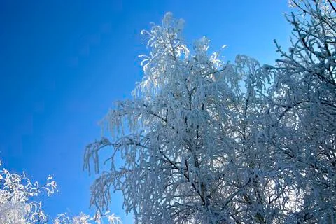 Snow-bound trees in a park Stock Photos