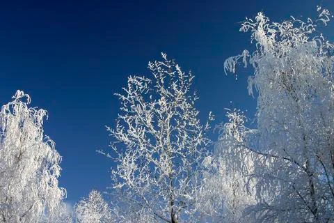Snow-bound trees in a park Stock Photos