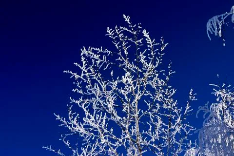 Snow-bound trees in a park Stock Photos