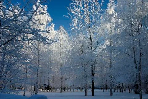 Snow-bound trees in a park Stock Photos