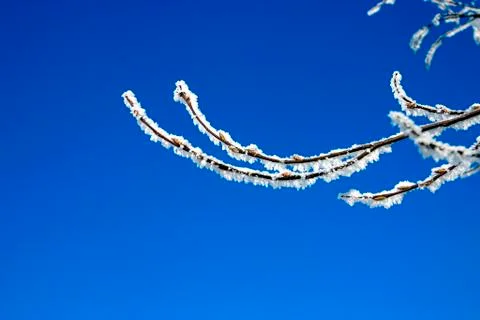 Snow-bound trees in a park Stock Photos