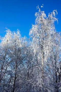Snow-bound trees in a park Stock Photos