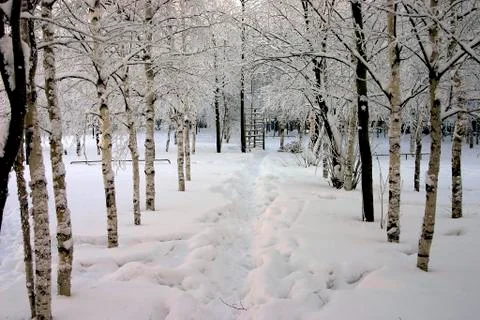 Snow-bound trees in a park Stock Photos