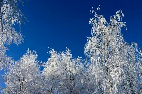 Snow-bound trees in a park Stock Photos