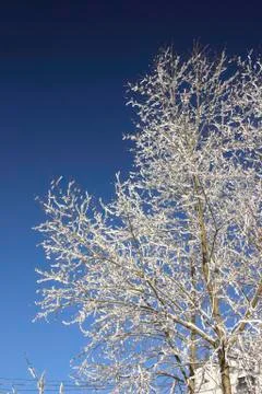 Snow-bound trees in a park Stock Photos