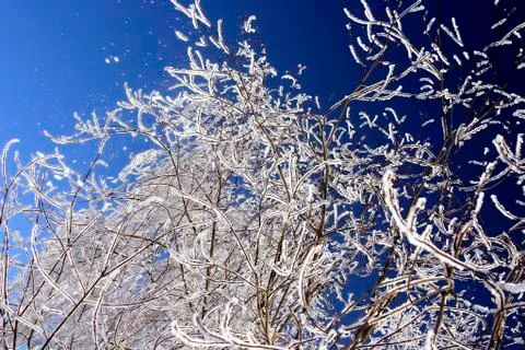 Snow-bound trees in a park Stock Photos