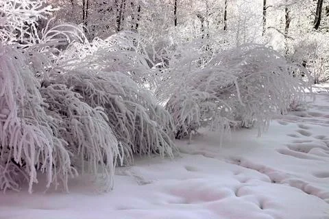 Snow-bound trees in a park Stock Photos