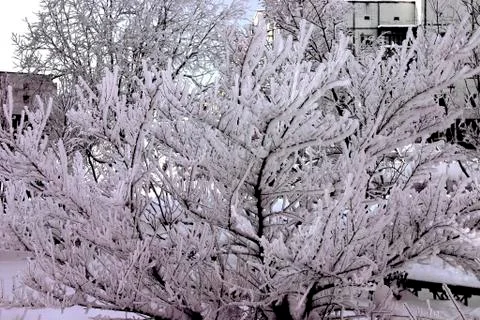 Snow-bound trees in a park Stock Photos