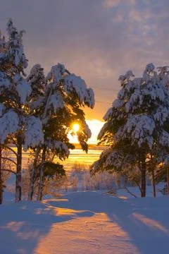 Snow-bound trees Stock Photos