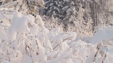 Snow bounded branches of tree, sunset. Stock Footage 231775832