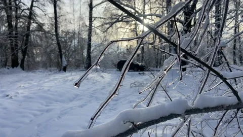 Snow branch (2). Stock Footage 223555633