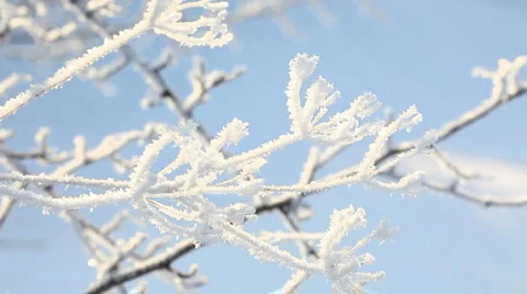 Snow branch Stock Footage 1055117