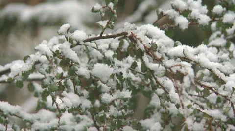 Snow on branch Stock Footage 4088410