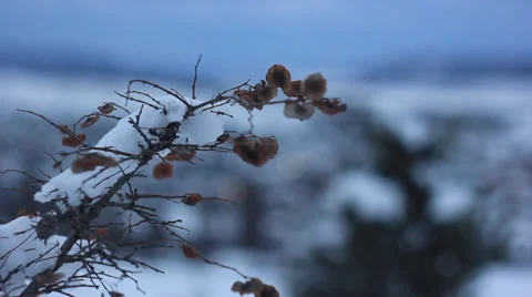 The snow on the branch Stock Footage 33300041