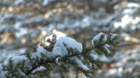 Snow on Branch 스톡 동영상 54713906