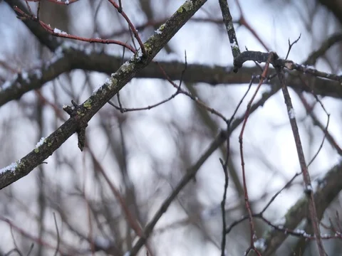 Snow Branch 스톡 동영상 74056874