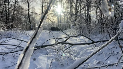 Snow branch. Stock Footage 223555236