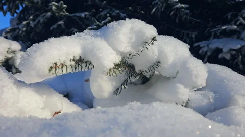 Snow On A Branch Stock Footage 256216338