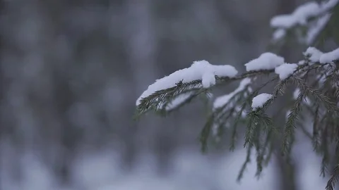 Snow on a branch in the forest Stock Footage 71274422