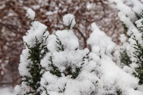 Snow on a branch of a juniper Stock Photos