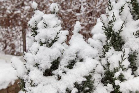 Snow on a branch of a juniper Stock Photos
