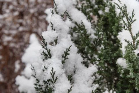 Snow on a branch of a juniper Stock Photos