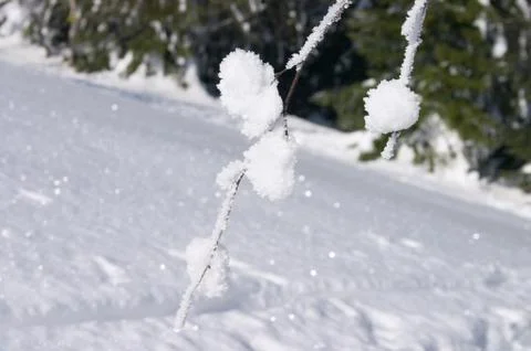 Snow branch Stock-Fotos