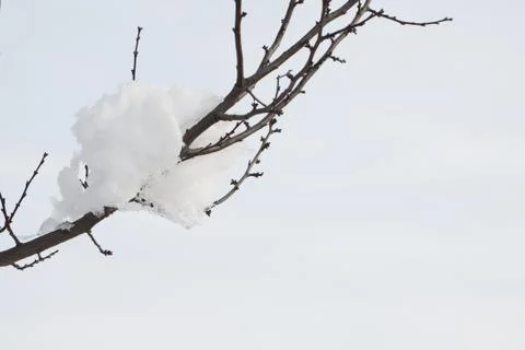 Snow on the branch Stock Photos