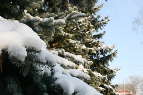 Snow on a branch Stock Photos
