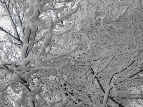 Snow Branch Stock Photos