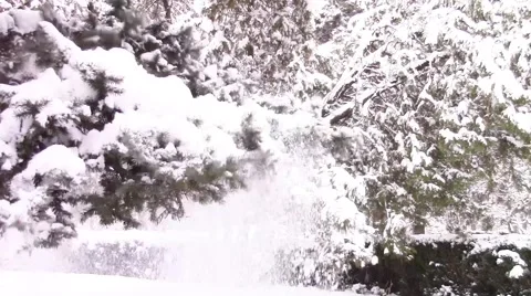 Snow branch shaking Stock-Footage 46875883