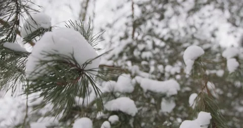 Snow on the branch, snow-covered pine Stock Footage 152850747