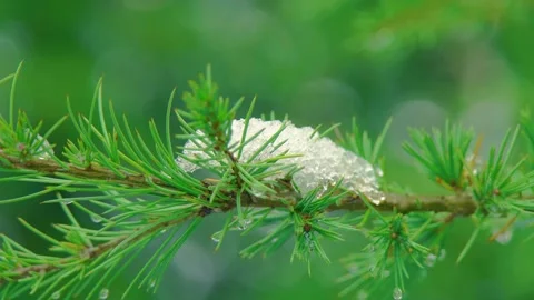 Snow On Branch in the spring Vídeos de archivo 242416550