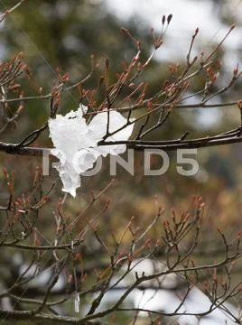 Snow on a branch in the spring thaws Stock Photos