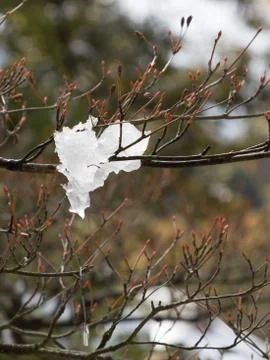 Snow on a branch in the spring thaws Stock Photos