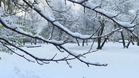 A snow branch sways on the wind Stock Footage 297736886