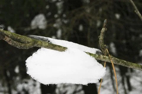 Snow on a branch of a tree in the forest, close-up Stock Photos