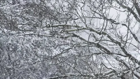 Snow branch winter Video stock 142581608
