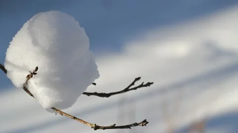 Snow on a branch in the winter forest Stock Footage 10803780