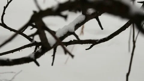 The Snow On The Branch, Winter Forest Stock-Footage 71999444