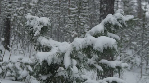 Snow branch in Yakutiya Видео 123780361