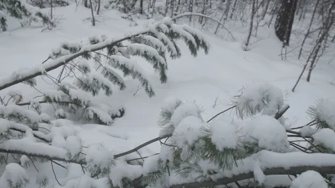 Snow branch in Yakutiya forest Stock-Footage 123780762
