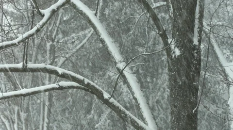 Snow Branches 4K Stock Footage 36072338
