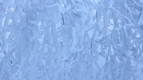 Snow on branches after snowfall. Winter background. Stock Footage 70357118