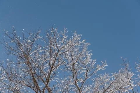 Snow on branches against the blue sky Stock Photos