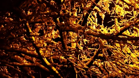 Snow Branches Background Stock Footage 162953052