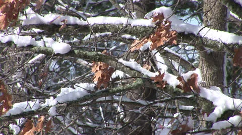 Snow Branches in the Breeze Stock Footage 22825918
